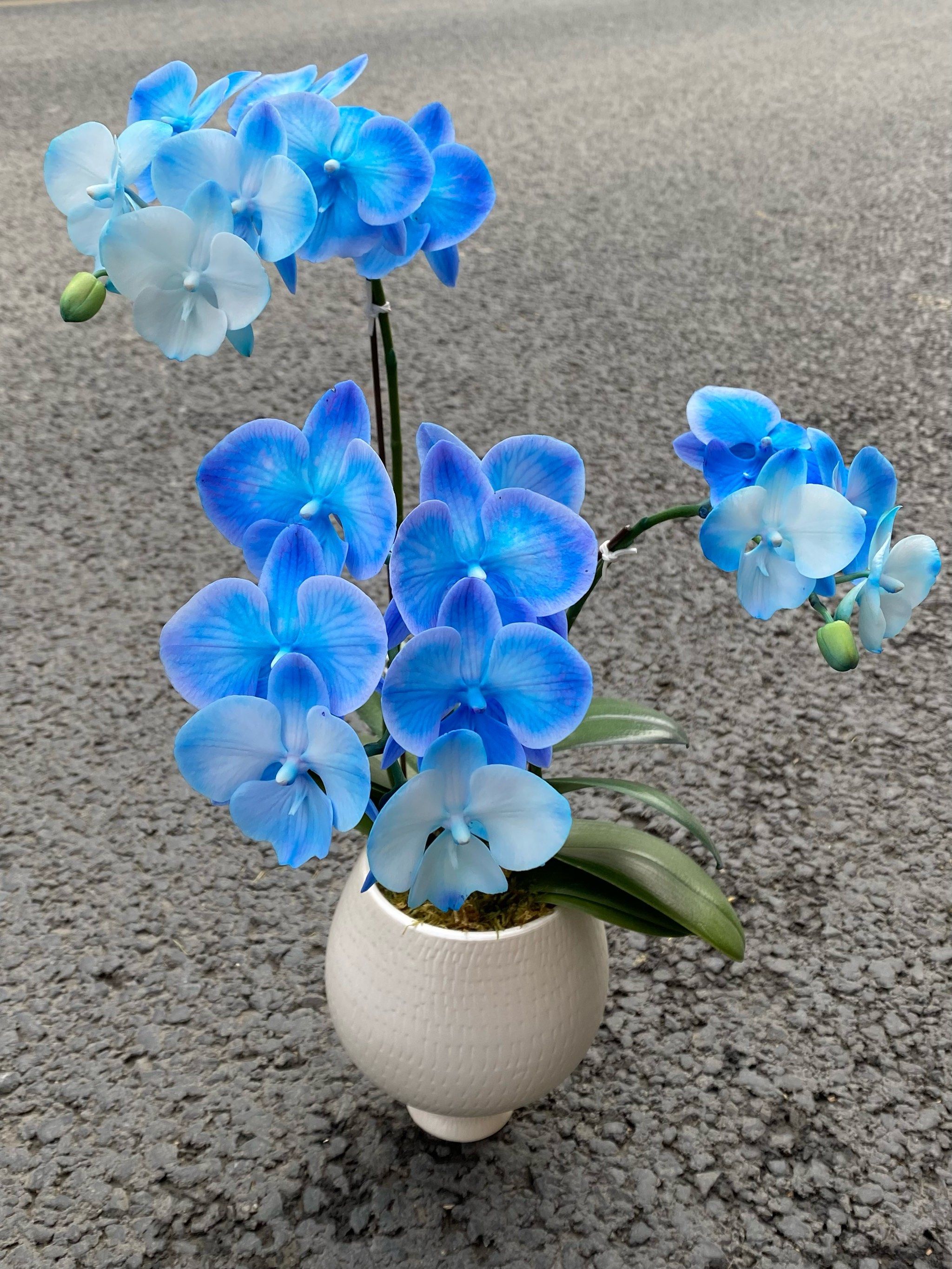 年宵花 蓝色蝴蝶兰