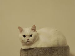 -艾贝尔宠物医院·狂犬免疫点(江山金象城店)
