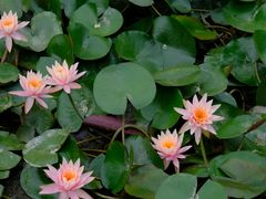 -中国科学院华南植物园