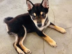 -more than meow吴止猫主题餐厅(承德 中船汇店)