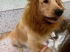 -毛绒耶耶撸宠馆·猫咖·狗咖·荷兰猪咖