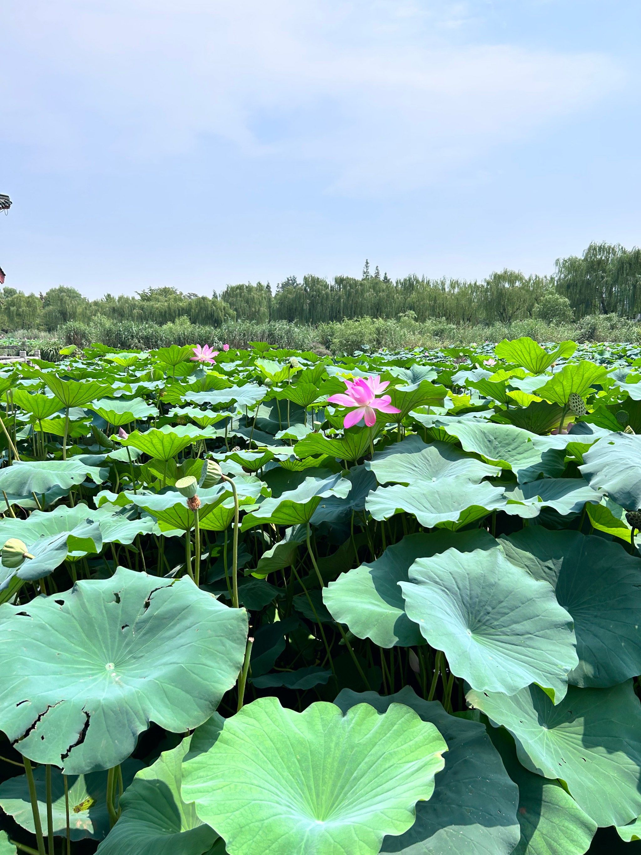 夏天看荷花怎么能忘了大明湖畔