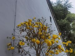 -青羊宫