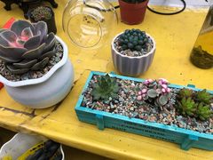 -秦美花卉(天朗·莱茵小城2期店)