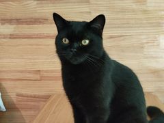 -喵屿·大理花园猫咖