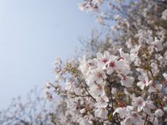 iphone_upload_pic-西安青龙寺遗址景区