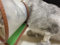 -芭比堂动物医院·24小时·眼科中心(深圳中心)