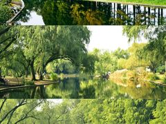 -上海共青森林公园