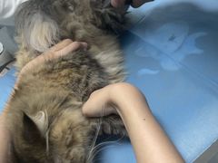 -纳吉亚猫专科动物诊疗中心(蒋宅口分院)