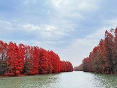 -上海海湾国家森林公园