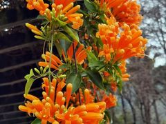 -桃花涧
