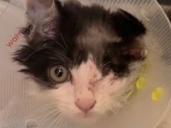 -达爱动物医院·犬猫分区·CT·复杂眼科(远洋山水分院)