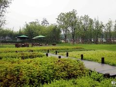 -田园东方蜜桃村的田野营地
