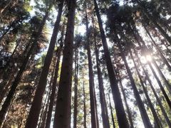 -武陵山森林公园