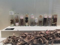 -广东中医药博物馆
