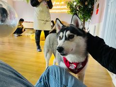 -Husky Go! 哈士奇体验馆·宠物咖啡厅狗咖
