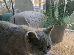 -纳吉亚猫专科动物医院·北北分院
