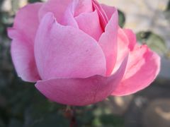 -东方巨龟苑景区