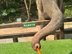 -野象谷景区