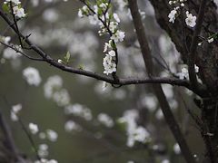 -东山风景区(洞庭东山)