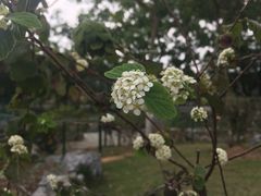 -东莞植物园