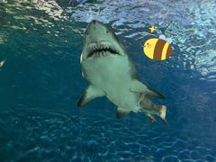 -上海海洋水族馆