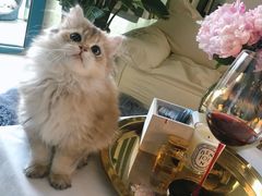 -猫大福·Fortune Cat猫舍(百子湾店)