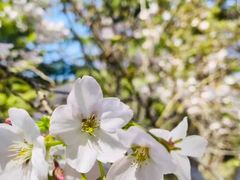 -桃花堤公园