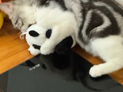 -lincat·猫舍(广州店)