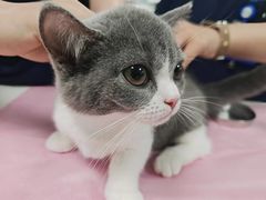 -北京观赏动物医院·24小时大型综合·猫专科·异宠专科