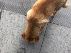 -老殷锅仔