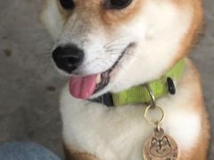 -柴犬高等学院·狗咖·柴犬售卖·宠物训练