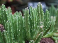 -昆明植物园