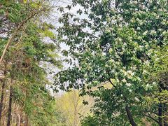 -素山寺森林公园