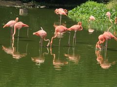 -芽庄珍珠岛游乐园