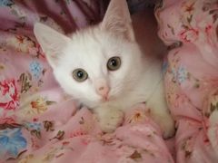 -暖阳宠物医院·犬猫康复中心·骨科