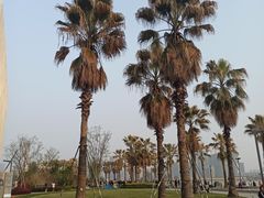 -金沙湖公园