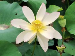 -莲花池公园