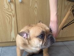 -帕帕拉兹宠物(亚洲旗舰店)