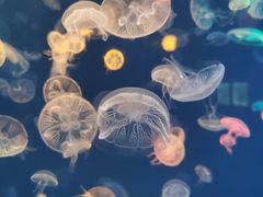 -烟台海昌鲸鲨海洋公园