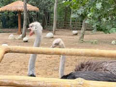 -大连森林动物园