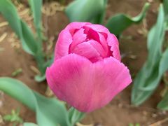 -洛阳郁金香牡丹园