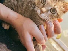 -御宝贝·A梦猫科宠物医院(国际猫友好医院)