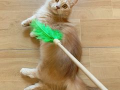 -唐小姐の私宠·宠物洗护美容·撸猫馆·购宠(周浦万达旗舰店)