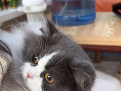 -萌兽医馆·宠物医院·猫骨科(创景店)