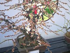 -香雪海