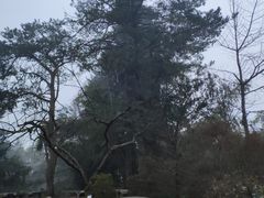 -庐山风景区花径公园