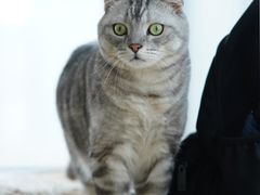 -Catmate·猫肥家润(金润铂宫店)