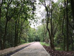 -南宁良凤江国家森林公园