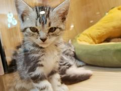 -屋虎猫馆(宝安大仟里店)